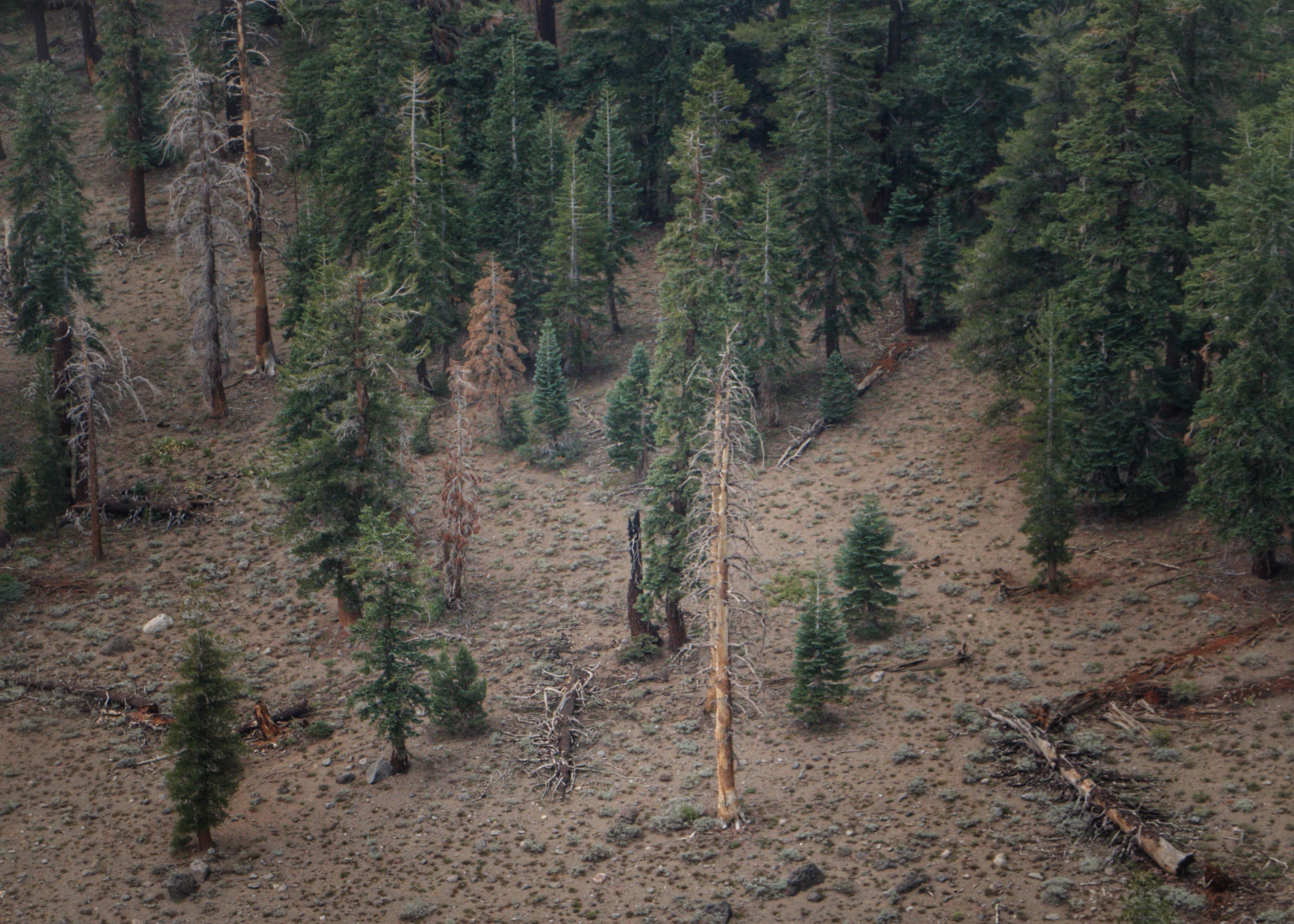 Incident Photo for the Yosemite September Lightning Fire